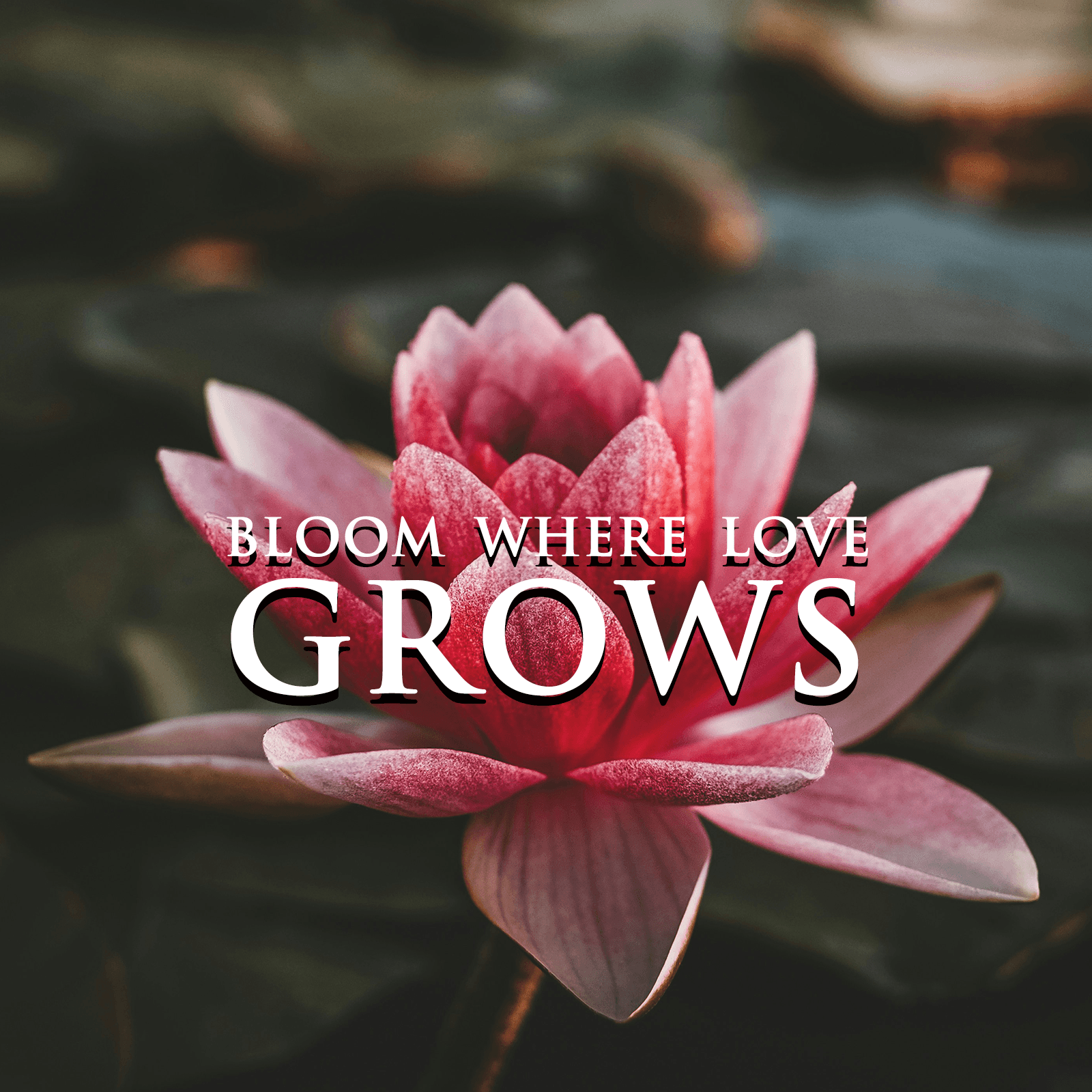 Bloom Where Love Grows - The Myth of Greener Pastures—Stop Chasing, Start Growing (English and Norwegian)